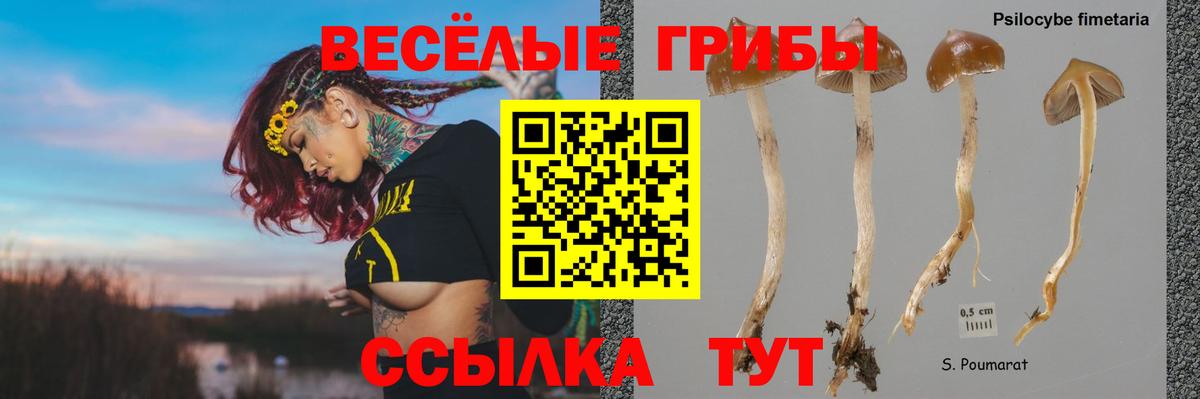 Галлюциногенные грибы Psilocybine cubensis Усолье-Сибирское
